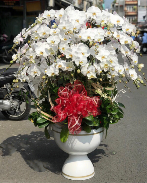 Chậu hoa Lan Xoay Tròn​​​​​​​