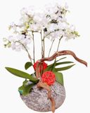  Chậu Hoa Lan Hồ Điệp Ánh Sáng Tương Lai - LHĐ11 