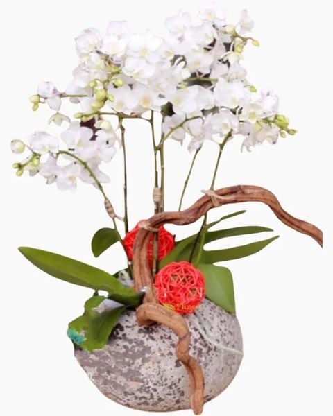 Chậu Hoa Lan: Chậu Hoa Lan Hồ Điệp Ánh Sáng Tương Lai