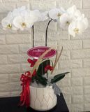  Chậu Hoa Lan Hồ Điệp Trắng - LHĐ37 