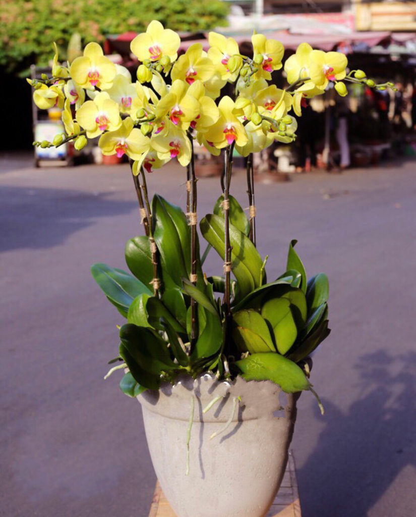 Ý nghĩa hoa lan Hồ Điệp vàng lưỡi đỏ