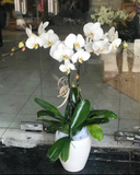  Chậu Hoa Lan Hồ Điệp Đẹp - LHĐ53 