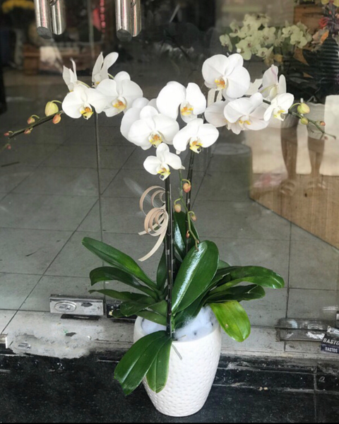 Chậu Hoa Lan: Chậu Hoa Lan Hồ Điệp Đẹp - LHĐ53