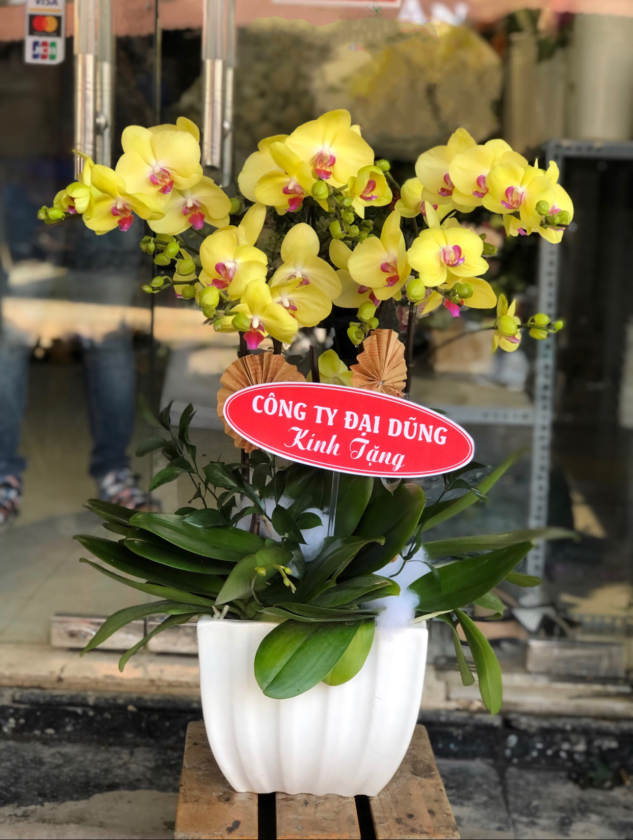  Chậu Hoa Lan Hồ Điệp Vàng - LHĐ01 