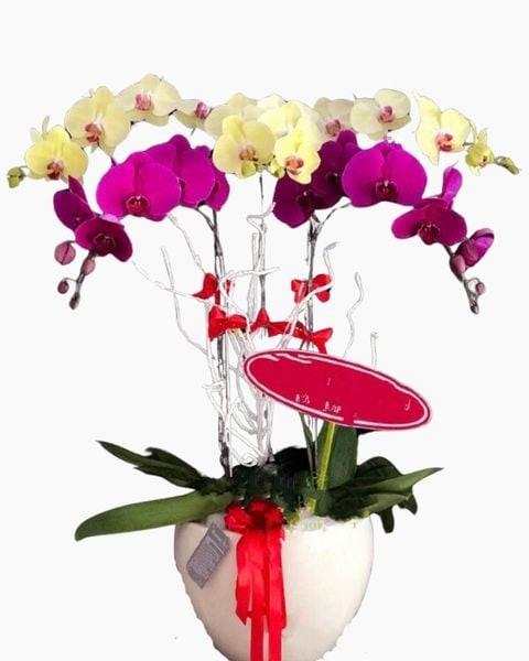 Chậu Lan Hồ Điệp Mừng Sinh Nhật Sếp Nữ