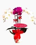  Chậu Hoa Lan Hồ Điệp Best Year - LHĐ14 - Flosa 