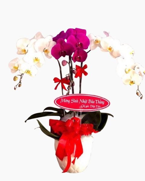 Chậu Lan Hồ Điệp Best Year