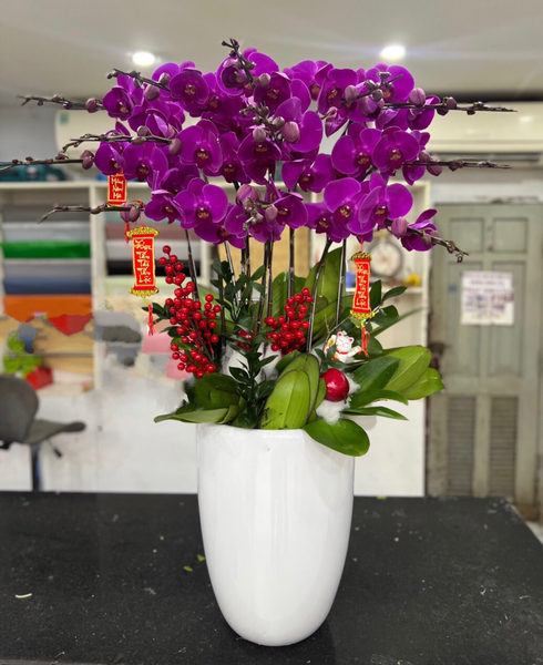 Chậu Lan Hồ Điệp Tím