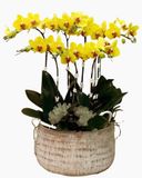  Chậu Hoa Lan Hồ Điệp Billion Of Happiness - LHĐ32 