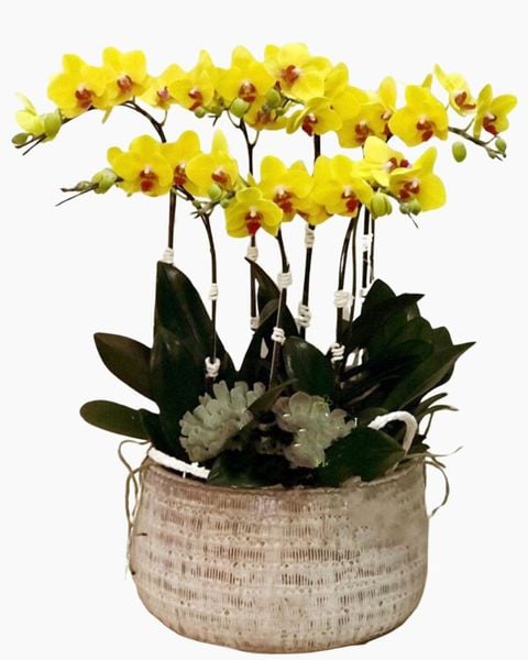 Chậu Hoa Lan: Chậu Hoa Lan Hồ Điệp Billion Of Happiness