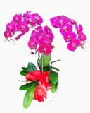  Chậu Hoa Lan Hồ Điệp Đột Biến Bình An - LHĐ47 