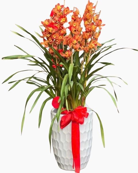 Bình Hoa Địa Lan Cam Lửa