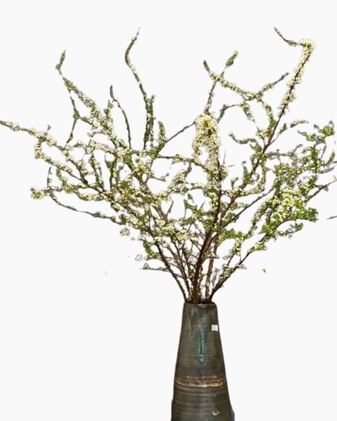 Bình Hoa Tuyết Mai