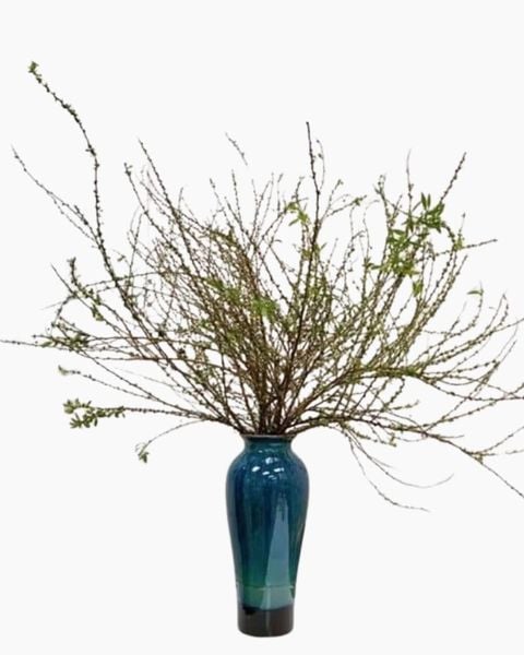 Bình Hoa Tuyết Mai