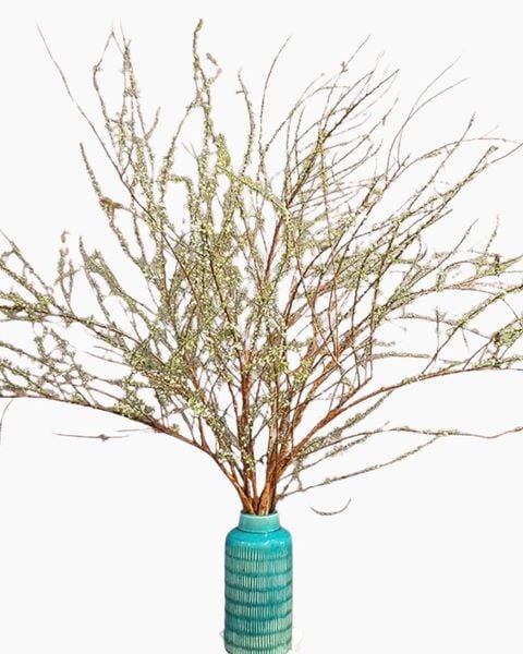 Bình Hoa Tuyết Mai