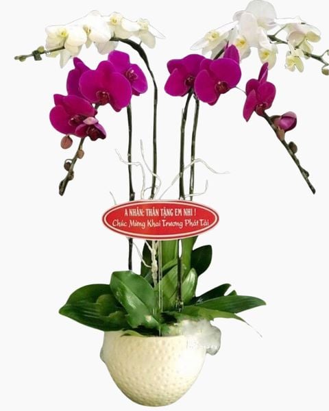 Chậu Lan Hồ Điệp Break Of Dawn