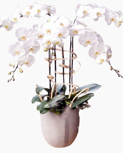 Chậu Hoa Lan: Chậu Hoa Lan Hồ Điệp Brightest Day