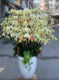  Chậu Hoa Lan Hồ Điệp Vàng Lưỡi Đỏ - LHĐ77 