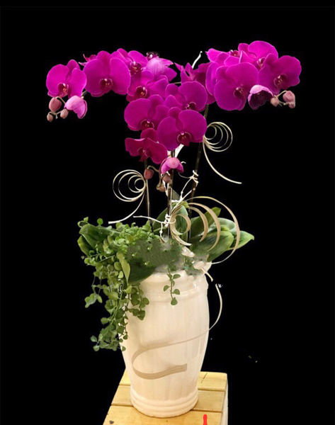 Chậu Lan Hồ Điệp Tím