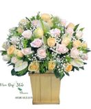  Sắc Hồng Xinh - HCH50 - Điện Hoa 