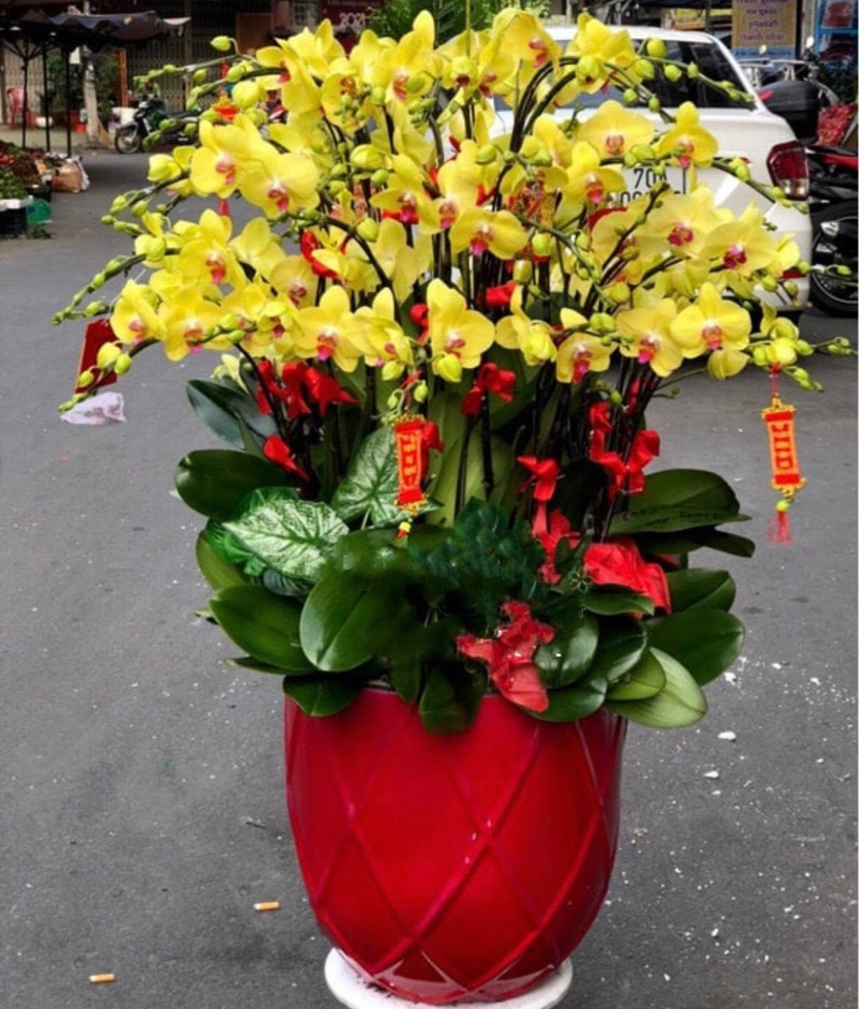  Chậu Hoa Lan Hồ Điệp Vàng Phát Tài - LHĐ69 