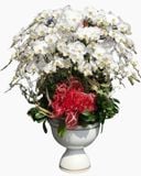  Chậu Hoa Lan Hồ Điệp Xoay Tròn​​​​​​​ - LHĐ72 