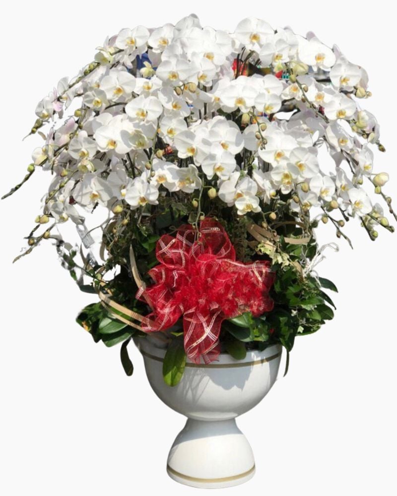  Chậu Hoa Lan Hồ Điệp Xoay Tròn​​​​​​​ - LHĐ72 