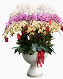  Chậu Hoa Lan Hồ Điệp Xoay Tròn - LHĐ74 