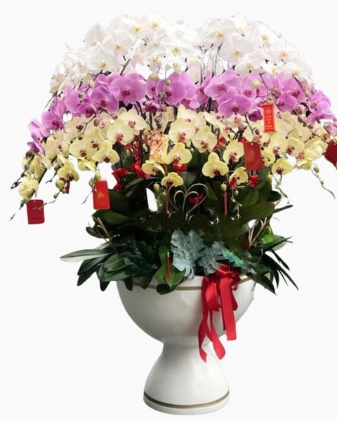 Chậu Hoa Lan Hồ Điệp Xoay Tròn