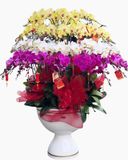  Chậu Hoa Lan Hồ Điệp Xoay Tròn - LHĐ76 
