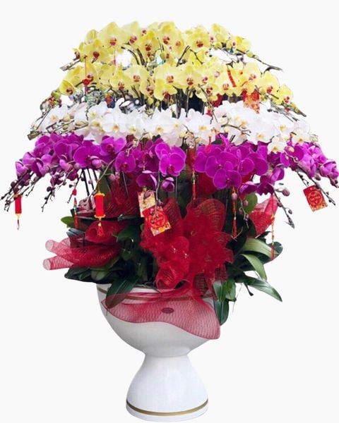 Chậu hoa Lan Xoay Tròn