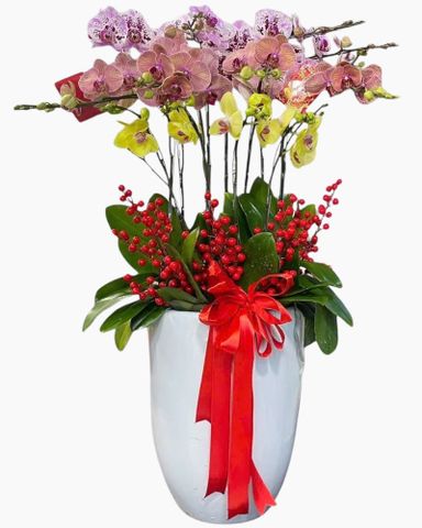 Chậu lan hồ điệp 10 cành