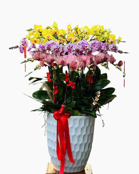 Chậu Lan 25 Cành Mix Màu