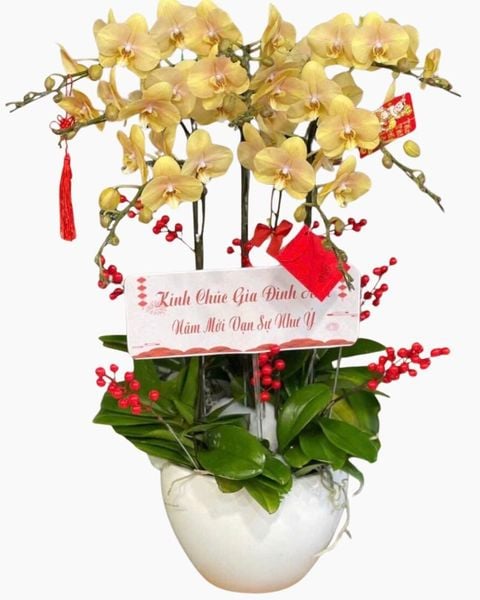 Chậu Lan 8 Cành Vàng Nâu