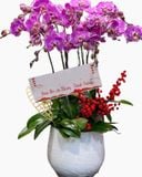  Chậu Hoa Lan Hồ Điệp 9 Cành Hồng Đột Biến - LHĐ115 