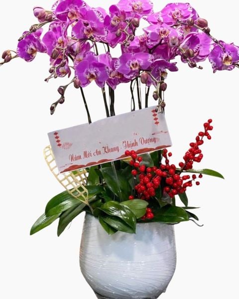 Chậu Lan 9 Cành Hồng Đột Biến