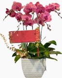  Chậu Hoa Lan Hồ Điệp Cánh Bướm 5 Cành - LHĐ110 