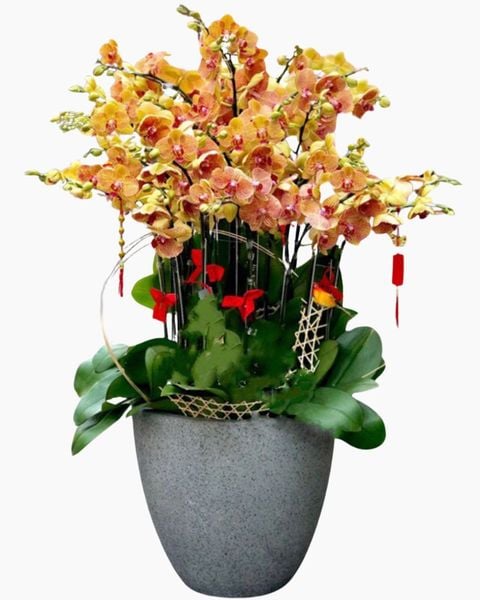 Chậu Hoa Lan: Chậu Lan Hồ Điệp Cam