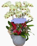  Chậu Hoa Lan Hồ Điệp Đón Xuân - LHĐ83 