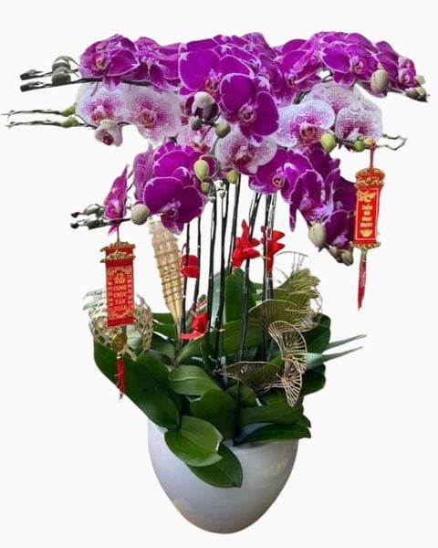 Chậu Lan Hồ Điệp Đột Biến