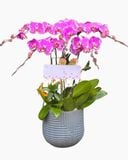  Chậu Hoa Lan Hồ Điệp Hồng Cánh Bướm - LHĐ89 