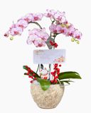  Chậu Hoa Lan Hồ Điệp Mini Tia Chớp - LHĐ85 