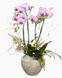  Chậu Hoa Lan Mini Tia Chớp - LHĐ98 