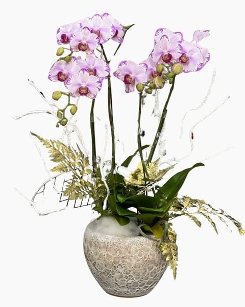Chậu Hoa Lan Hồ Điệp Mini Nhiều Cành Đẹp, Giá Rẻ: Chậu Lan Mini Tia Chớp