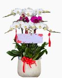  Chậu Hoa Lan Hồ Điệp Mix Màu - LHĐ103 