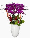  Chậu Hoa Lan Hồ Điệp Tím - LHĐ91 