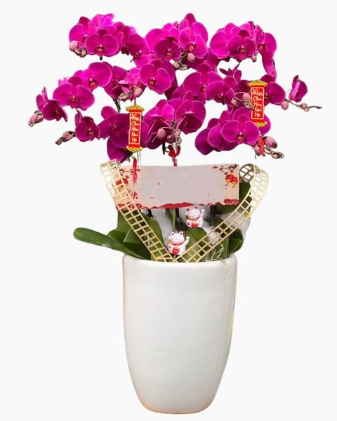 chau-lan-ho-diep-tim-lhd95