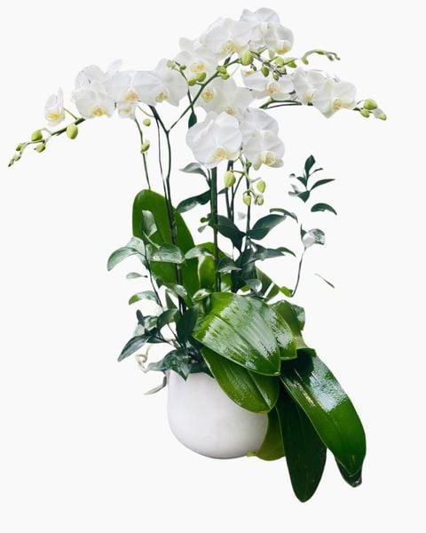 Chậu Hoa Lan Hồ Điệp Mini Nhiều Cành Đẹp, Giá Rẻ: Chậu Lan Hồ Điệp Trắng Mini 2 Vòi