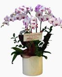  Chậu Hoa Lan Hồ Điệp Trắng Phớt Hồng - LHĐ70 