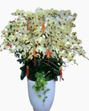  Chậu Hoa Lan Hồ Điệp Vàng Lưỡi Đỏ - LHĐ77 